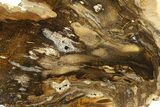 Polished Petrified Wood (Oak) End-Cut - Swartz Canyon, Oregon #285139-1